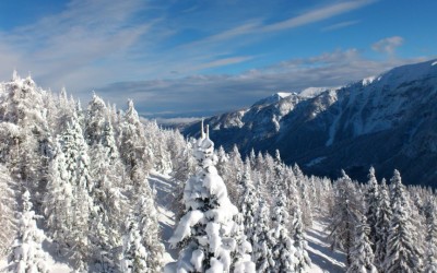 alberi inverno